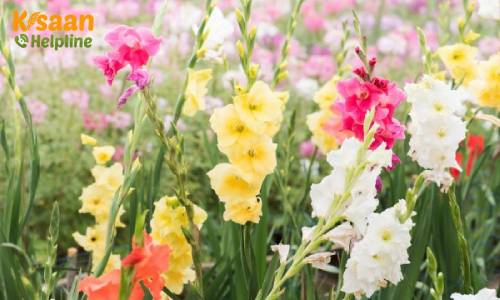 Gladiolus (ग्लेडियोलस)
